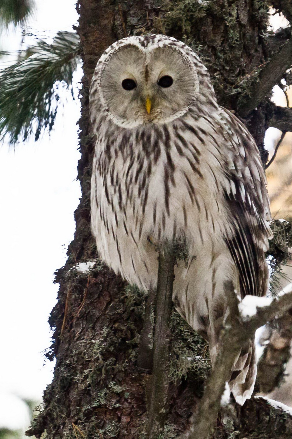 Птицы Алтая Фото